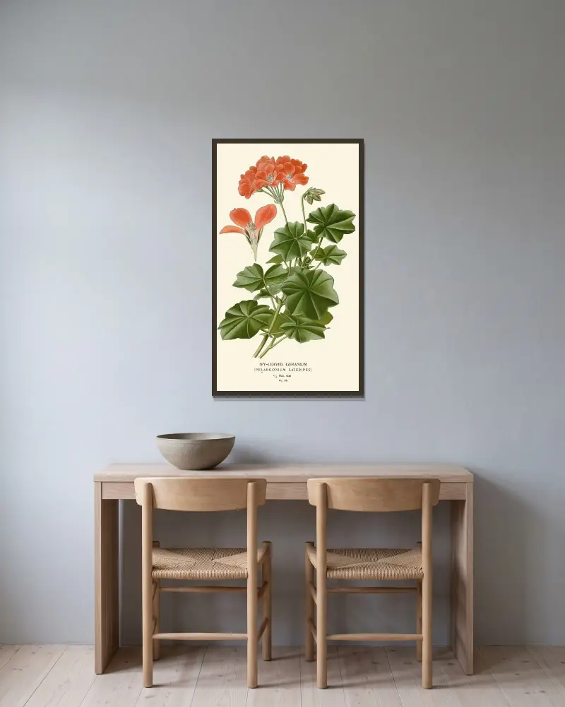 Efeublättriger Geranium von Edward Step gerahmt an einer Wand