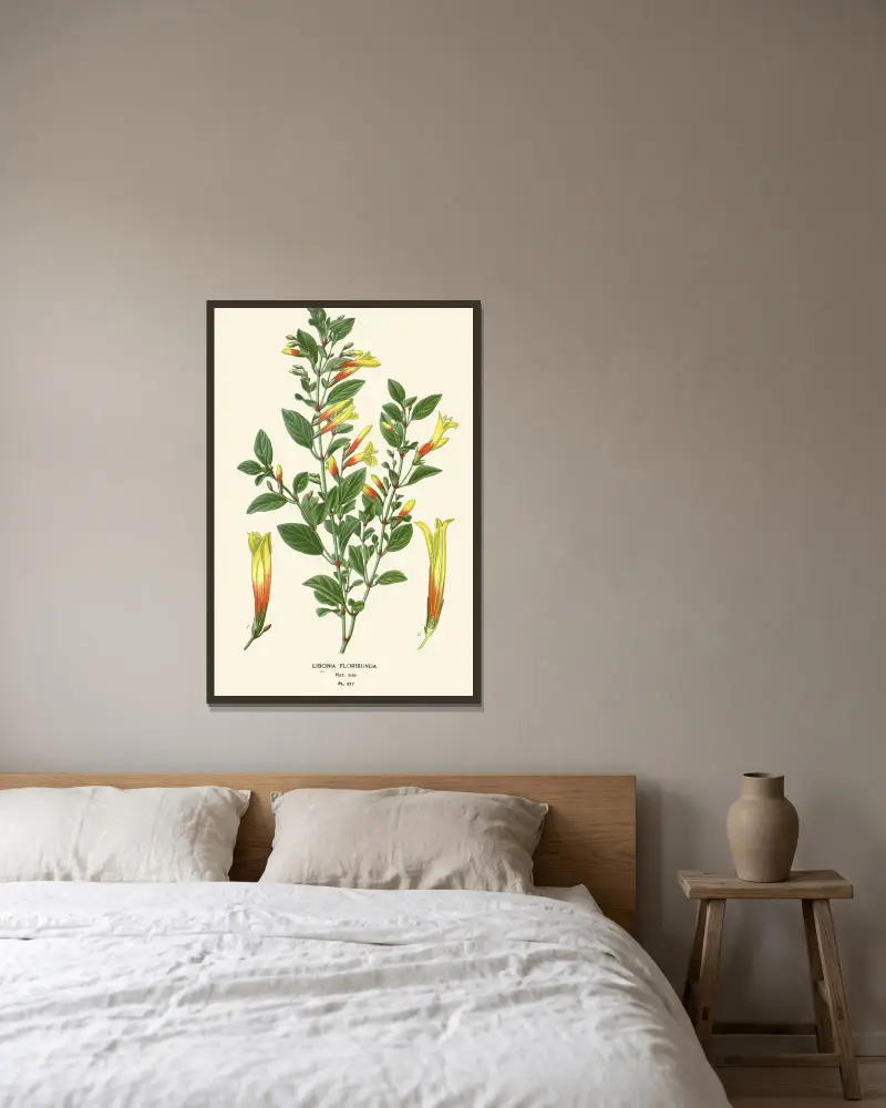 Libonia Floribunda von Edward Step gerahmt an einer Wand