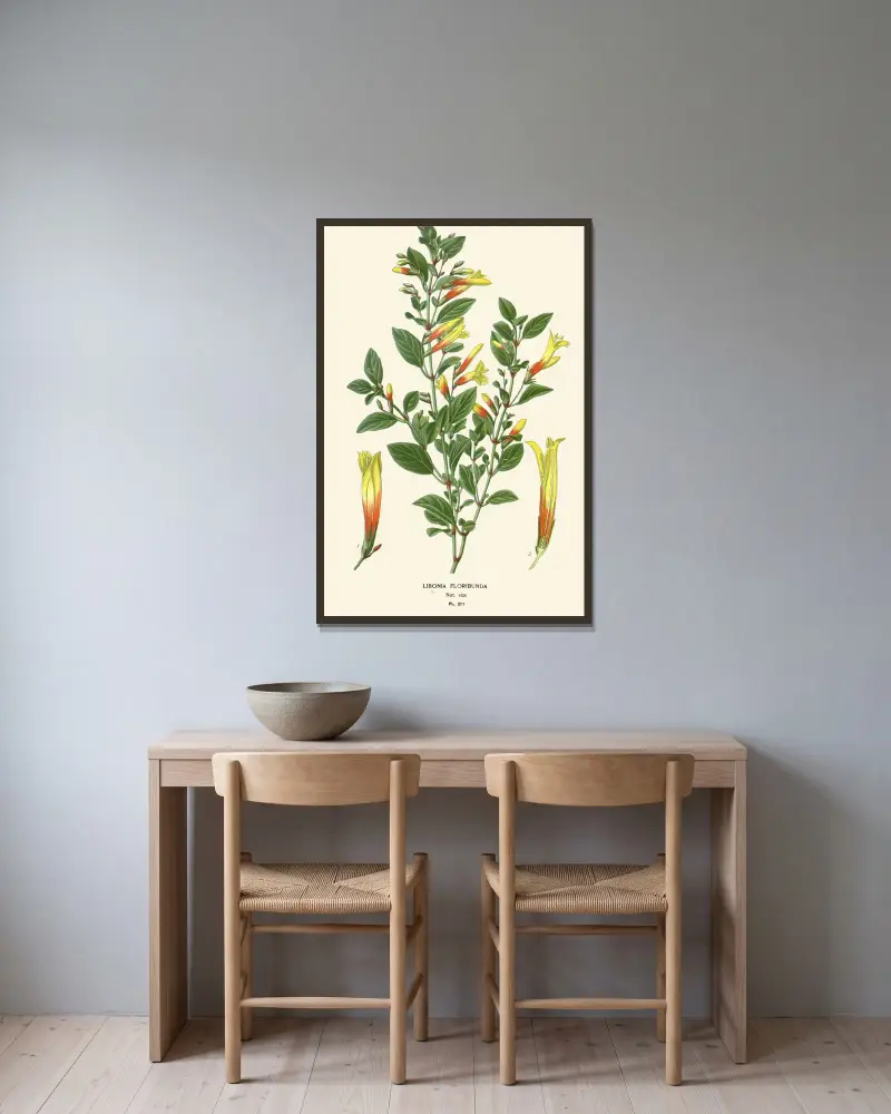 Libonia Floribunda von Edward Step gerahmt an einer Wand