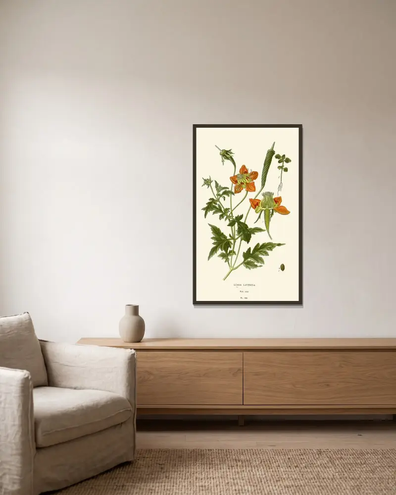 Loasa Lateritia von Edward Step gerahmt an einer Wand