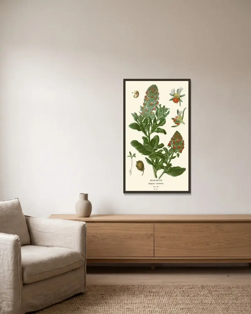Reseda von Edward Step gerahmt an einer Wand