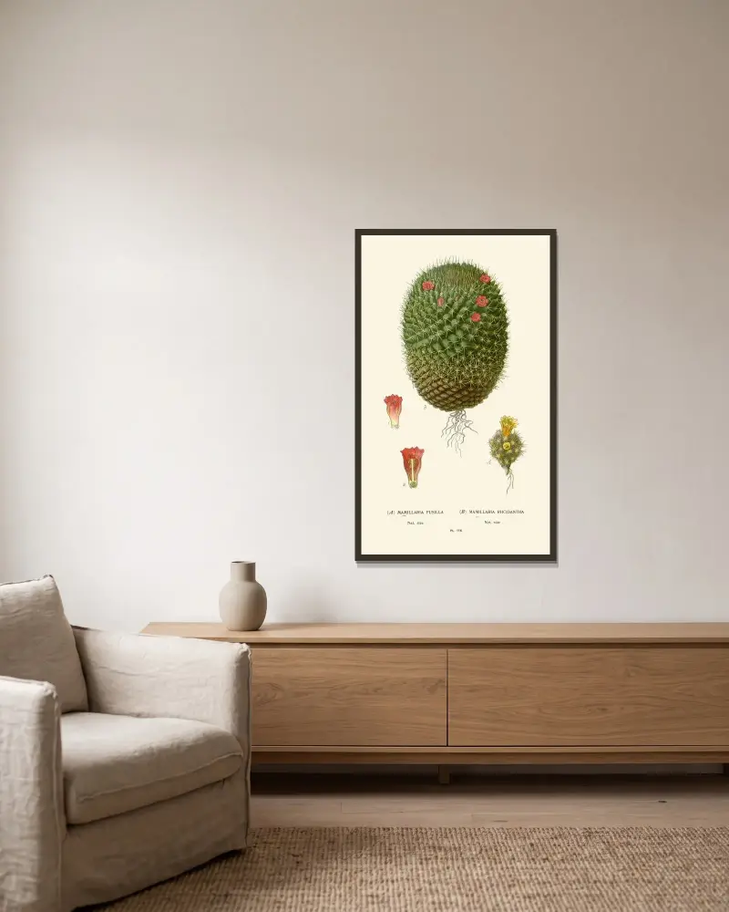 Mimillaria Pusilla, Mamillaria Rhodantha av Edward Step inramad på en vägg