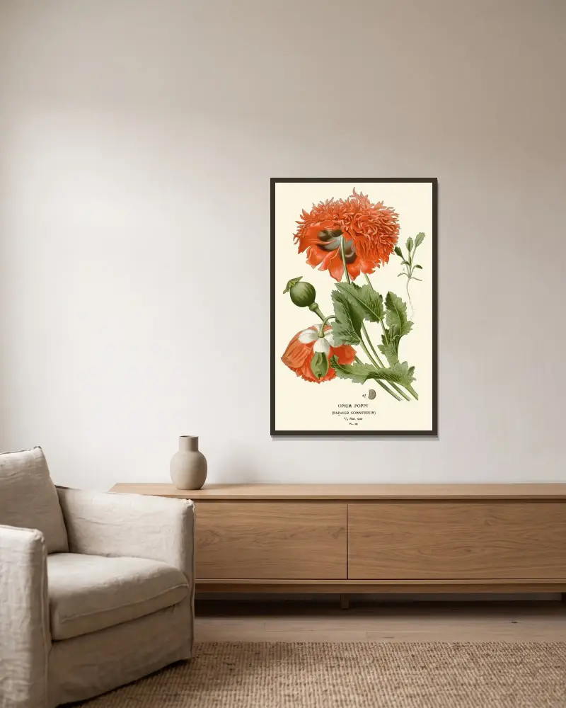Opiummohn von Edward Step gerahmt an einer Wand