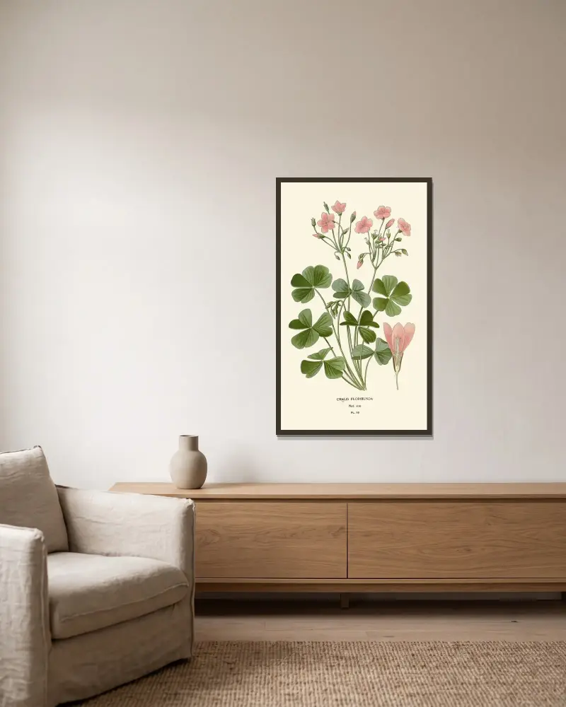 Oxalis Floribunda av Edward Step inramad på en vägg