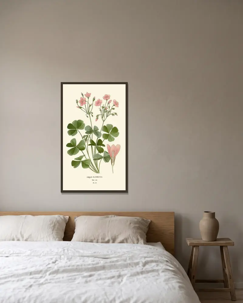 Oxalis Floribunda av Edward Step inramad på en vägg