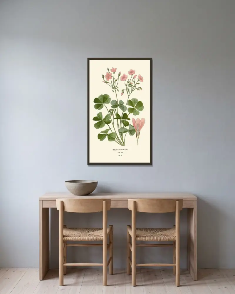 Oxalis Floribunda av Edward Step inramad på en vägg
