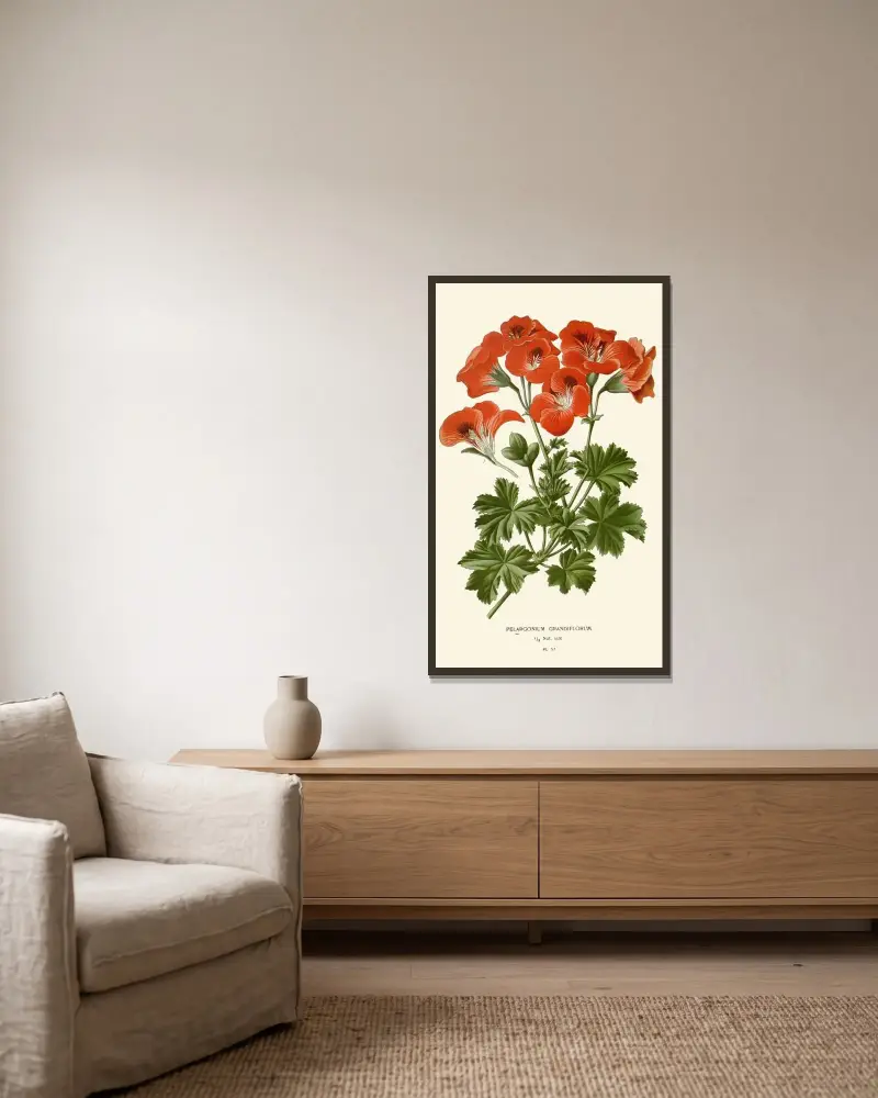 Pelargonium Grandiflorum av Edward Step inramad på en vägg