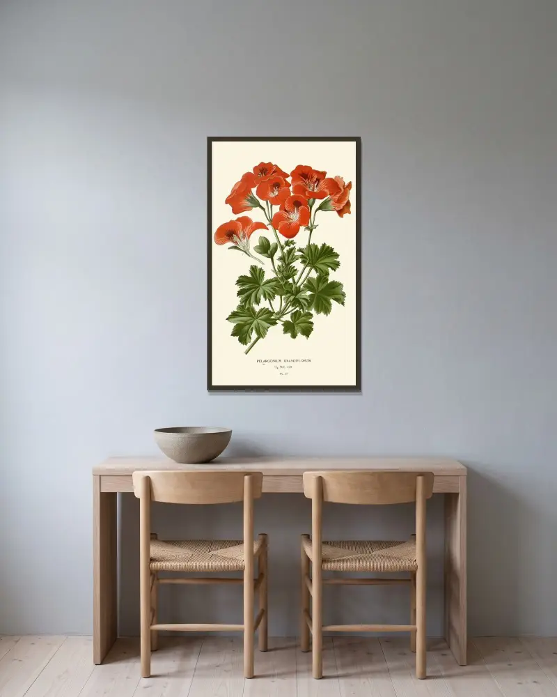 Pelargonium Grandiflorum av Edward Step inramad på en vägg