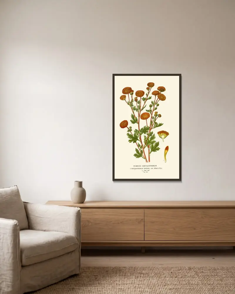 Pompon-Chrysantheme von Edward Step gerahmt an einer Wand