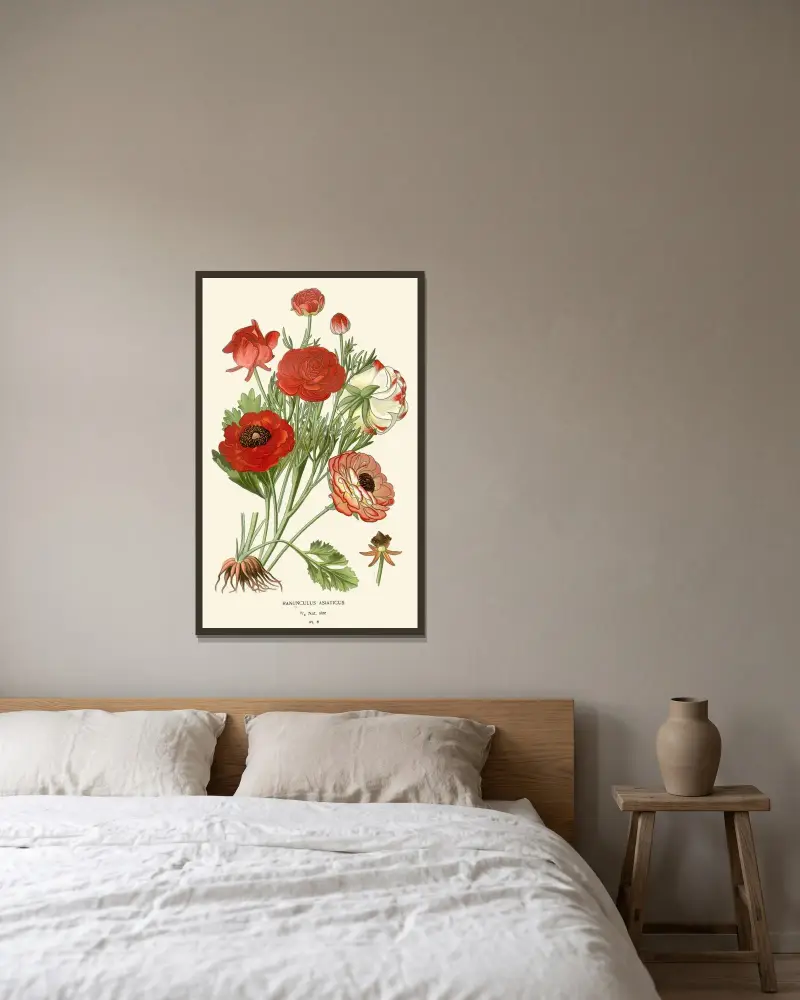 Ranunculus Asiaticus av Edward Step inramad på en vägg