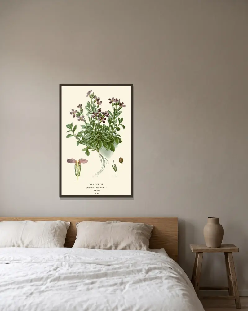 Rock-Cress av Edward Step inramad på en vägg