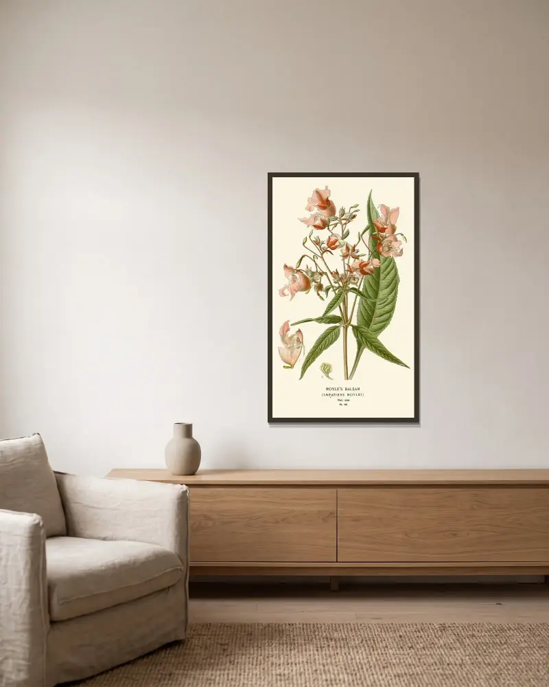 Royle's Balsam von Edward Step gerahmt an einer Wand