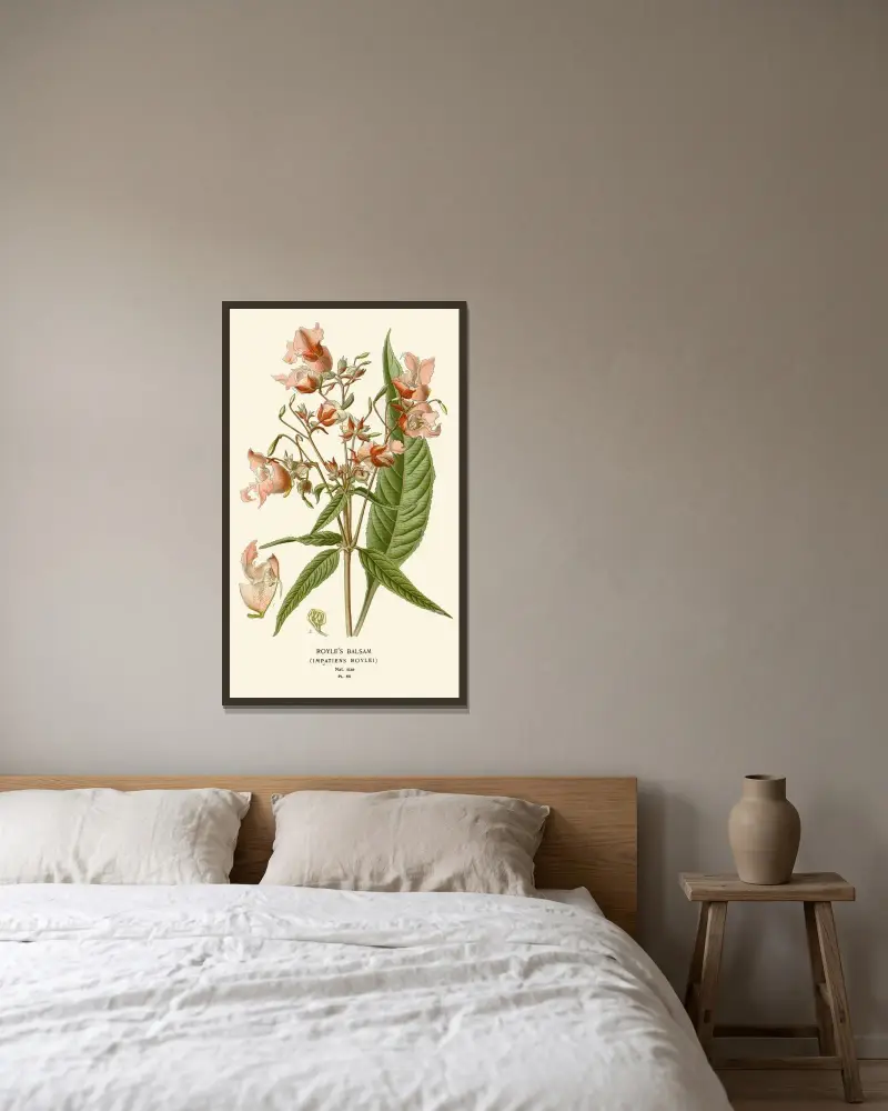 Royle's Balsam von Edward Step gerahmt an einer Wand