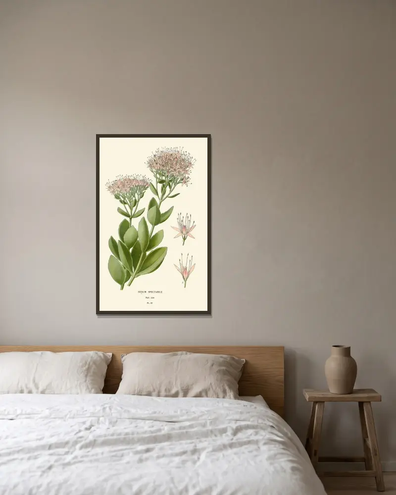 Sedum Spectabile von Edward Step gerahmt an einer Wand