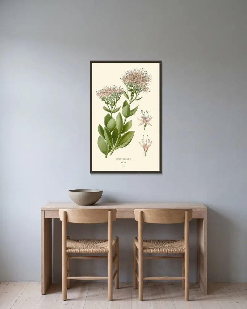 Sedum Spectabile von Edward Step gerahmt an einer Wand