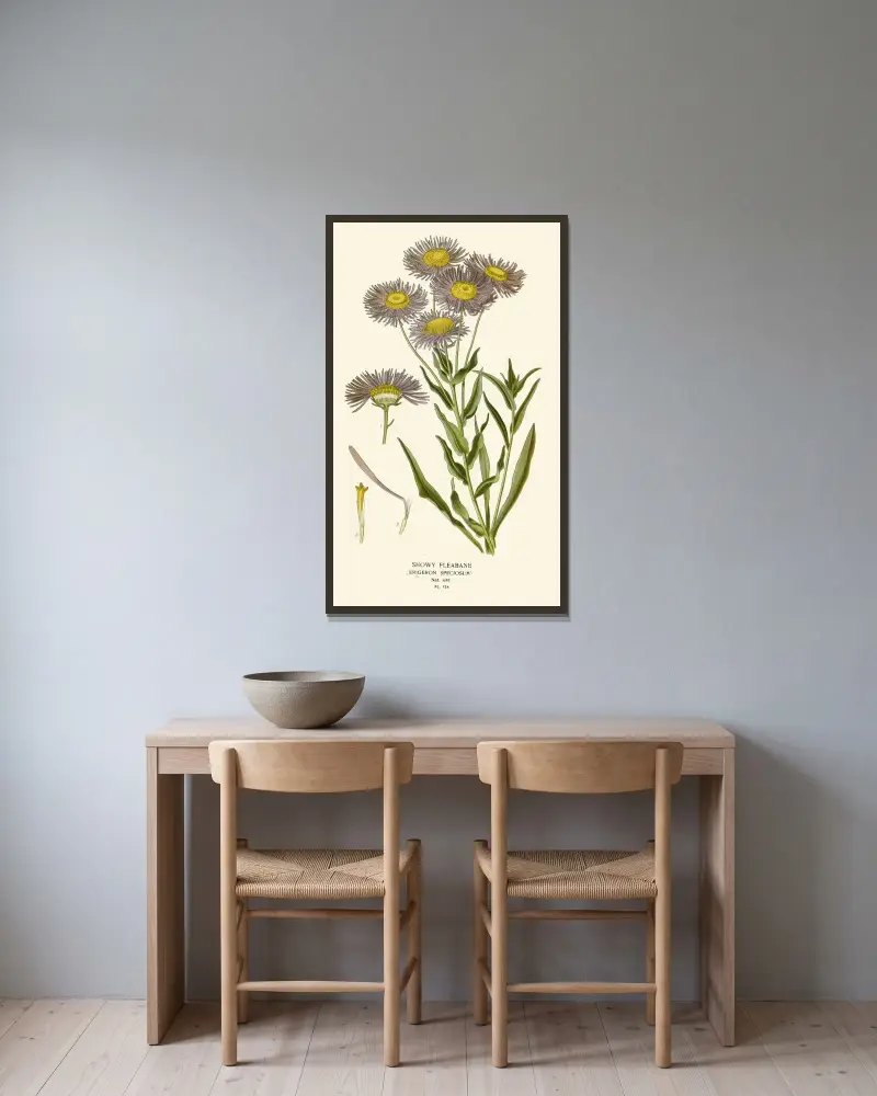 Prächtiges Berufkraut von Edward Step gerahmt an einer Wand