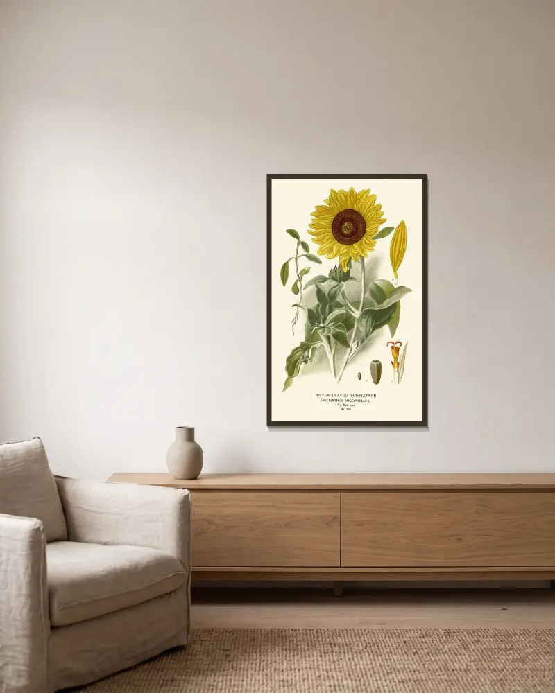 Silberblättrige Sonnenblume von Edward Step gerahmt an einer Wand