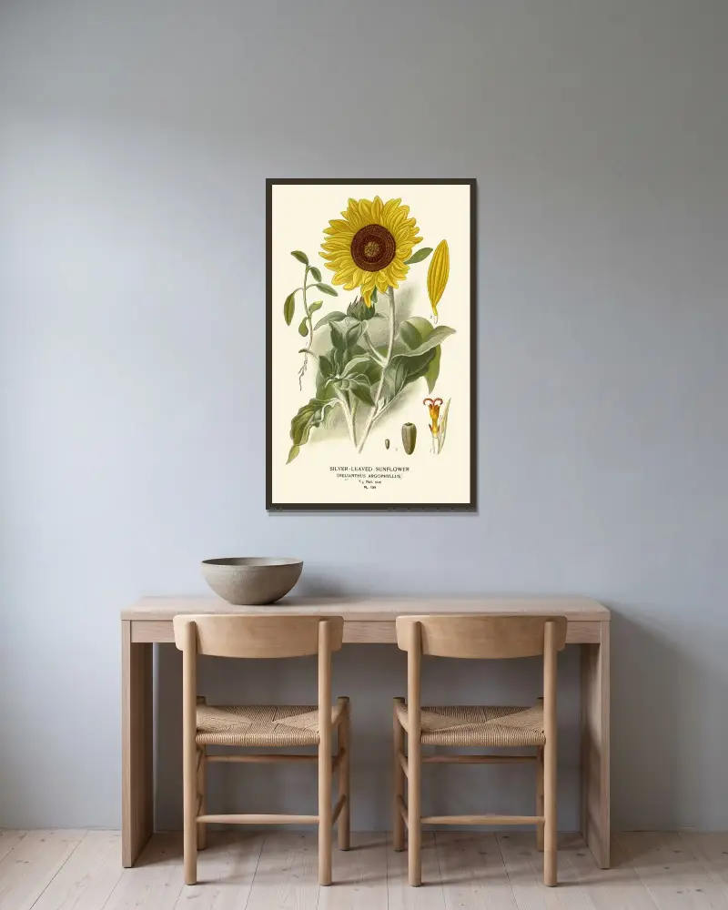 Silberblättrige Sonnenblume von Edward Step gerahmt an einer Wand