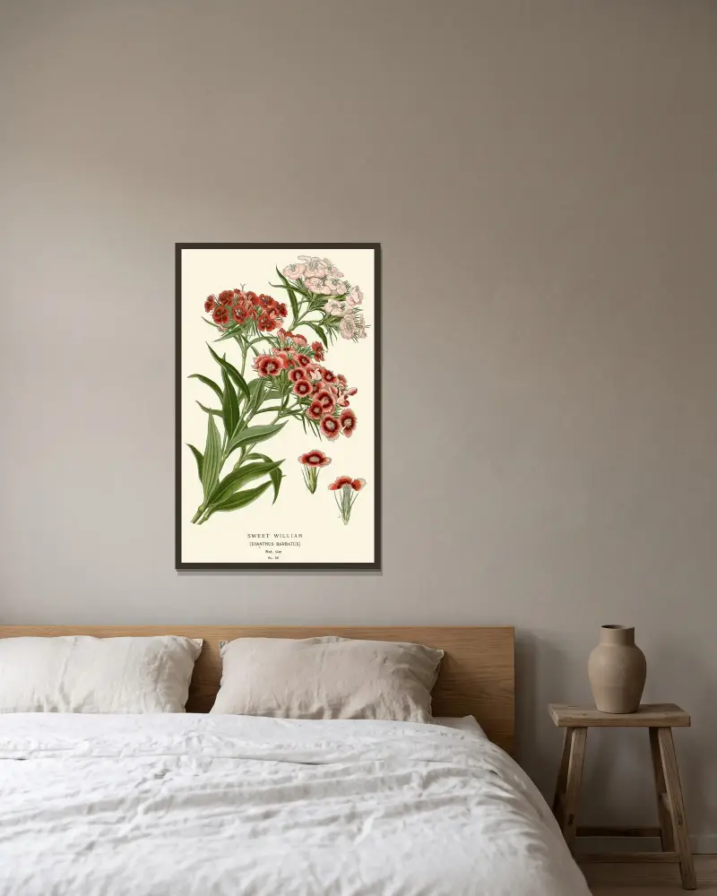 Büschelnelke von Edward Step gerahmt an einer Wand