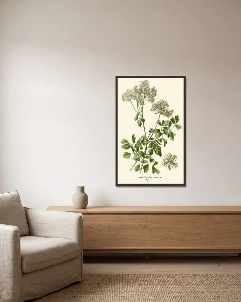 Thalictrum Aquilegifolium av Edward Step inramad på en vägg