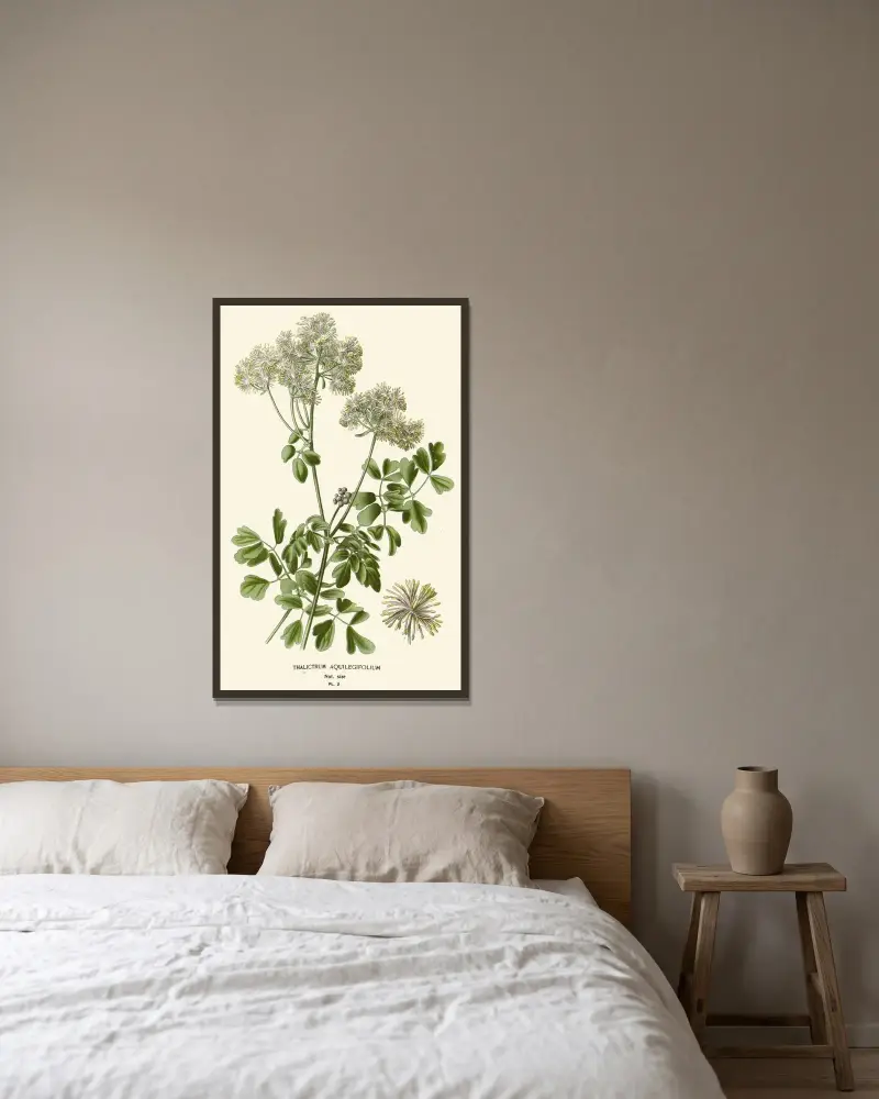Thalictrum Aquilegifolium av Edward Step inramad på en vägg