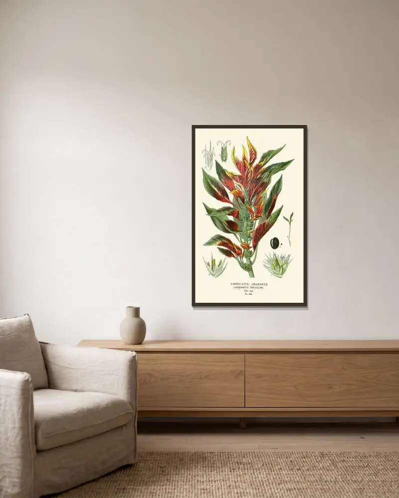 Variegated Amaranth av Edward Step inramad på en vägg