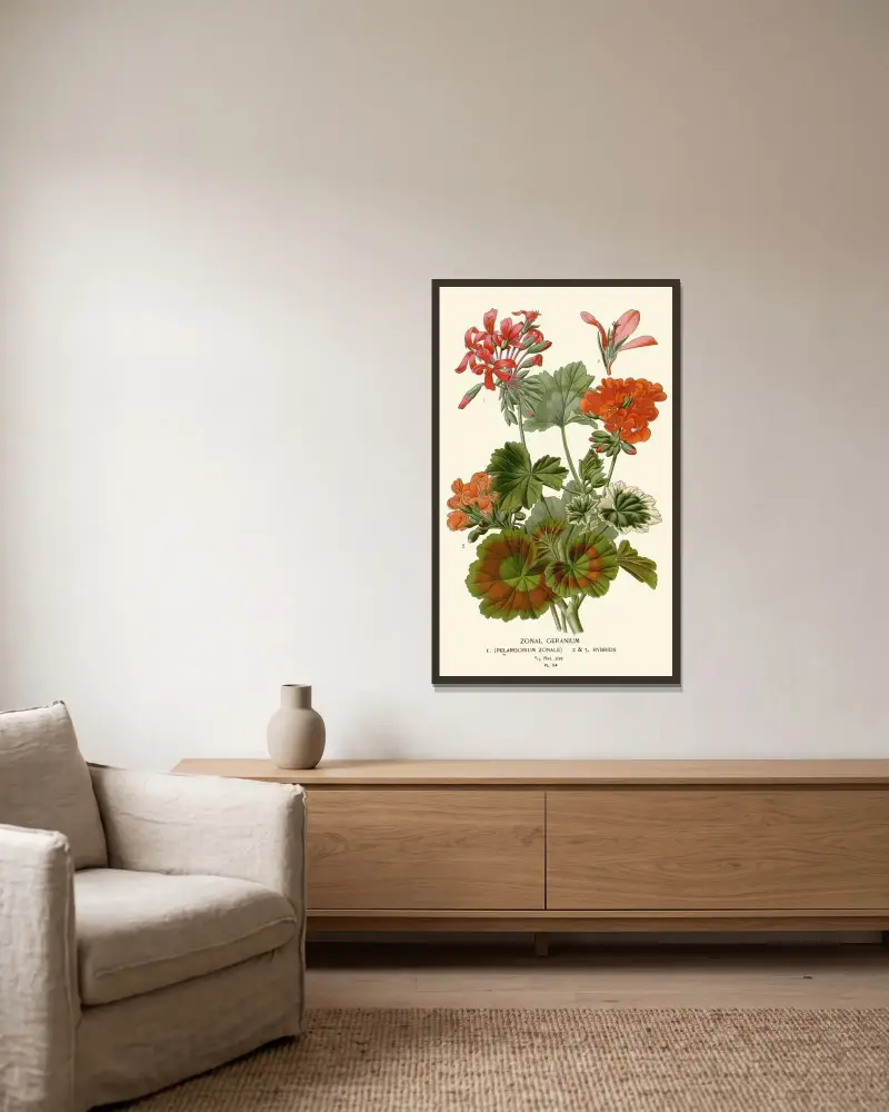 Zonal Geranium von Edward Step gerahmt an einer Wand