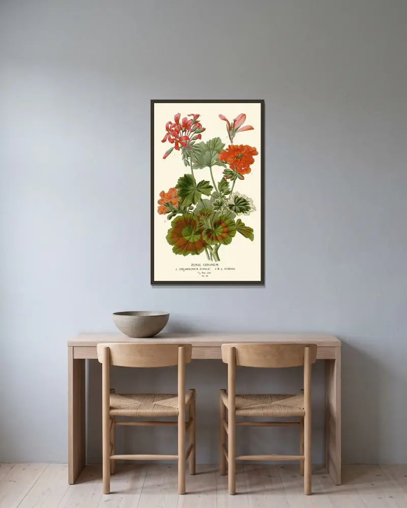Zonal Geranium von Edward Step gerahmt an einer Wand