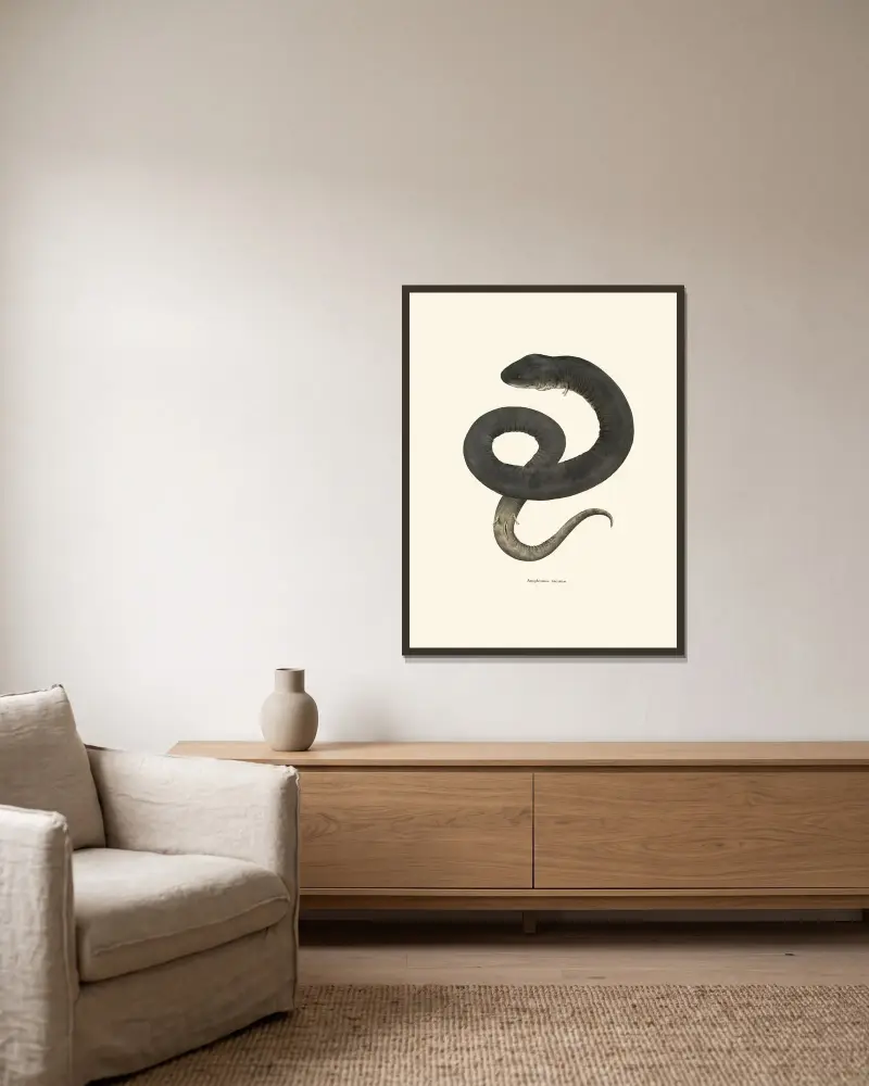 Amphiuma means av John Edwards Holbrook inramad på en vägg