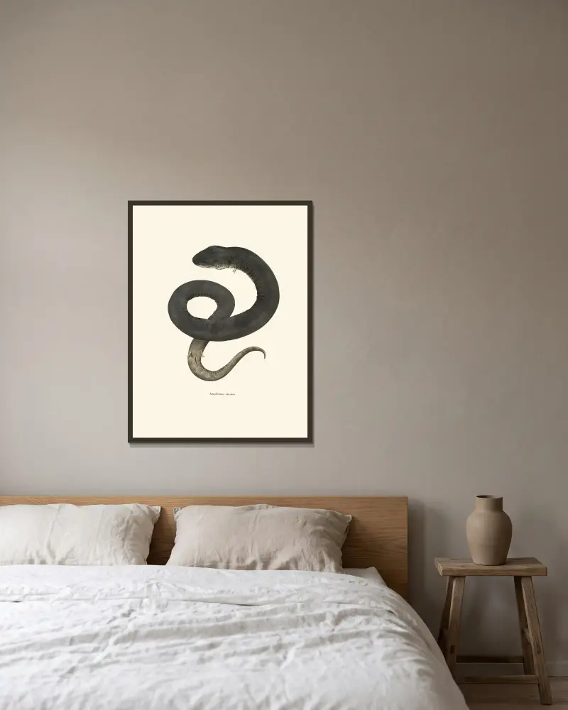 Amphiuma means av John Edwards Holbrook inramad på en vägg