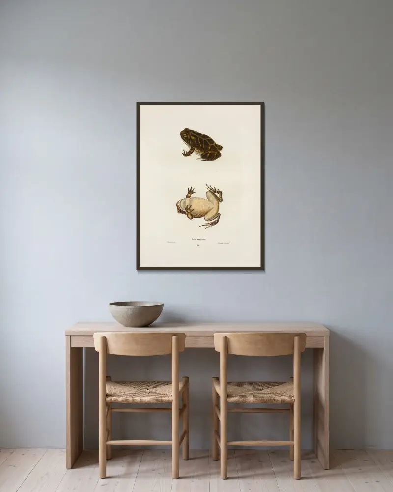Bufo cognatus von John Edwards Holbrook gerahmt an einer Wand