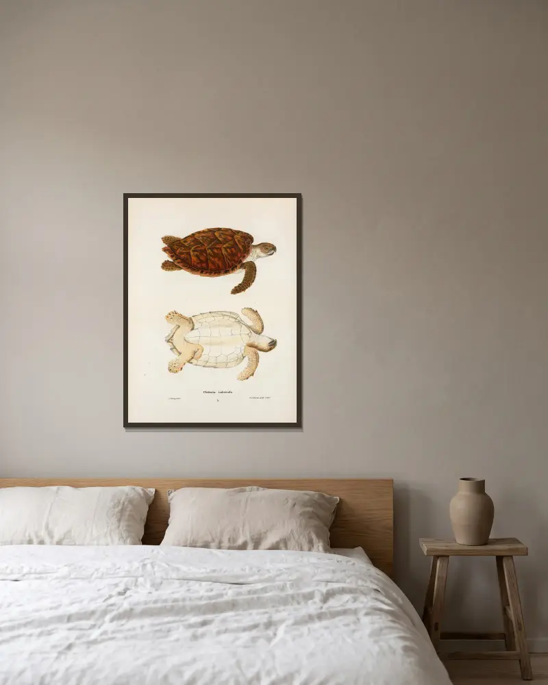 Chelonia imbricata. av John Edwards Holbrook inramad på en vägg