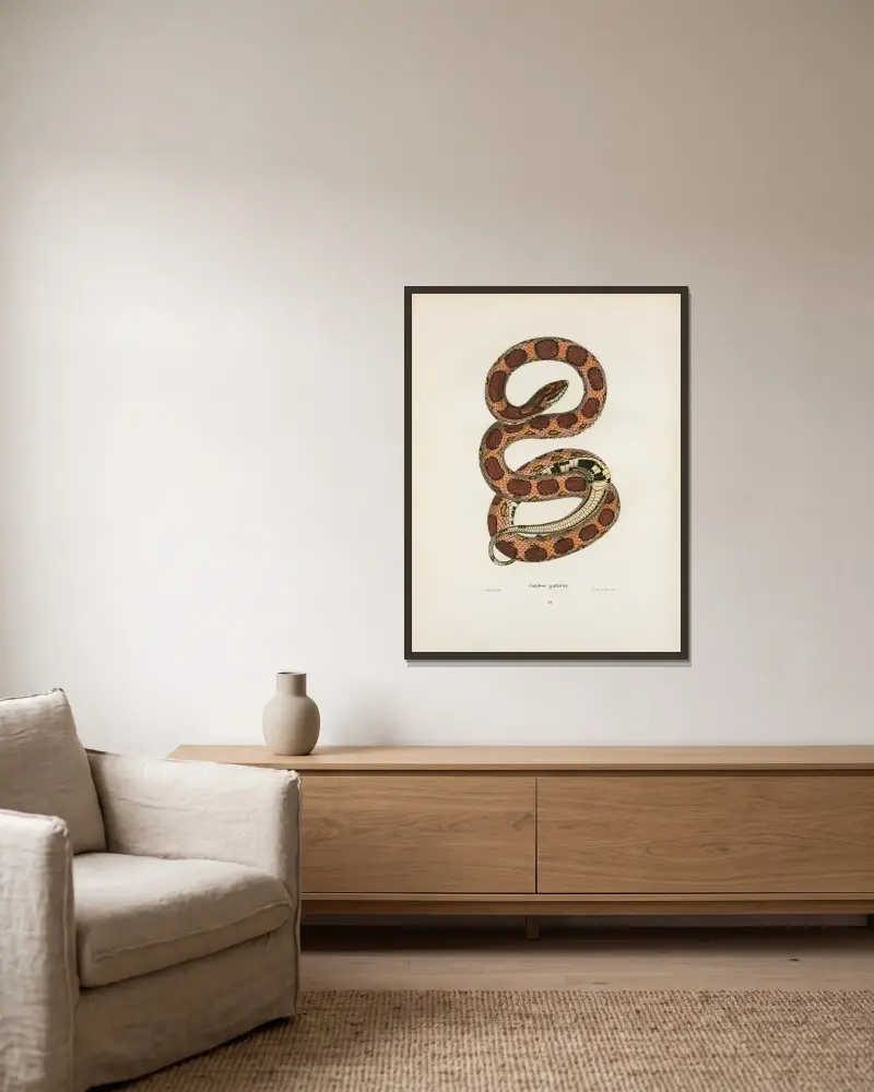 Coluber guttatus von John Edwards Holbrook gerahmt an einer Wand