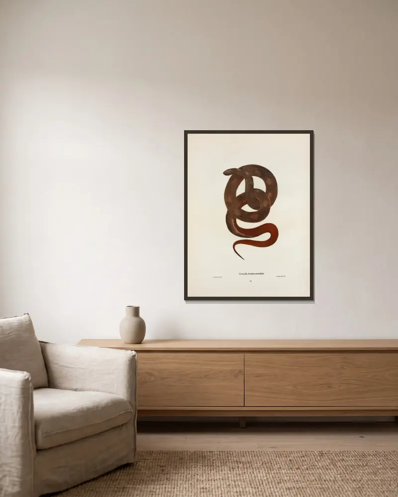 Coronella Sayi von John Edwards Holbrook gerahmt an einer Wand