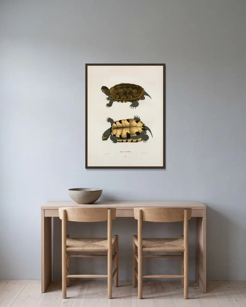 Emys insculpta von John Edwards Holbrook gerahmt an einer Wand