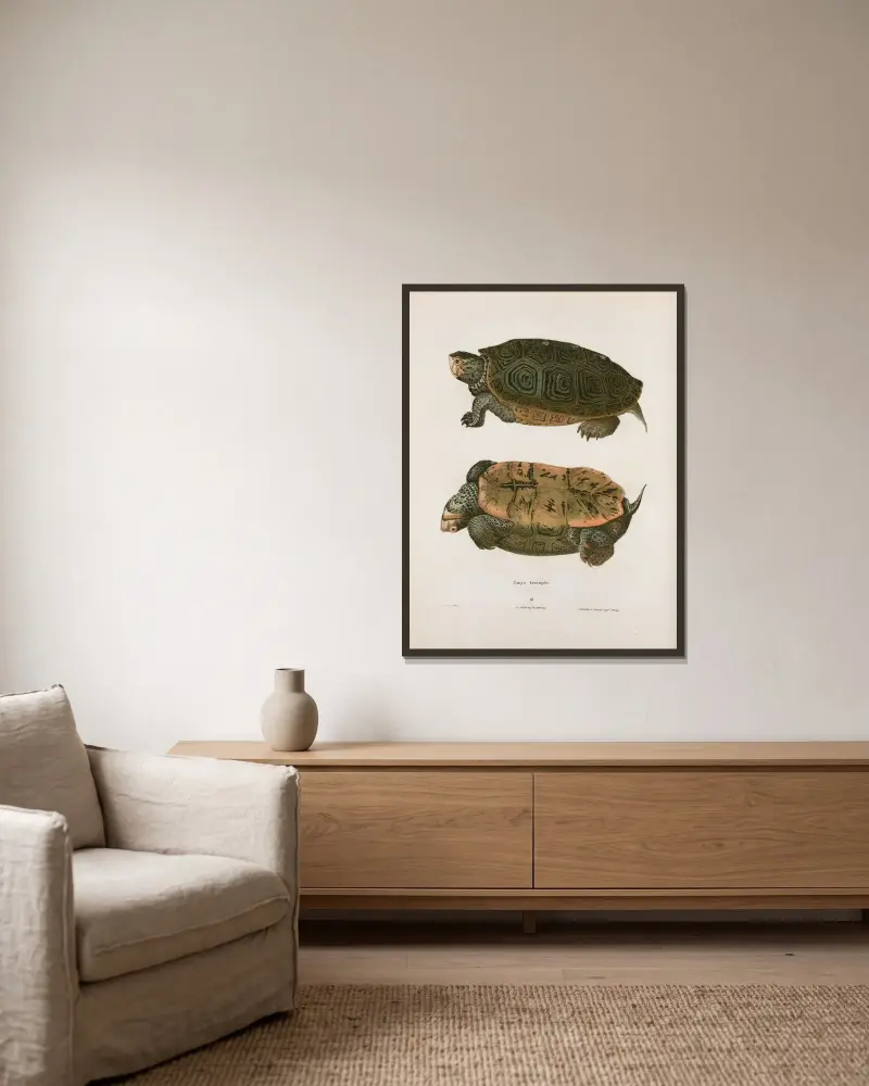 Emys terrapin. av John Edwards Holbrook inramad på en vägg