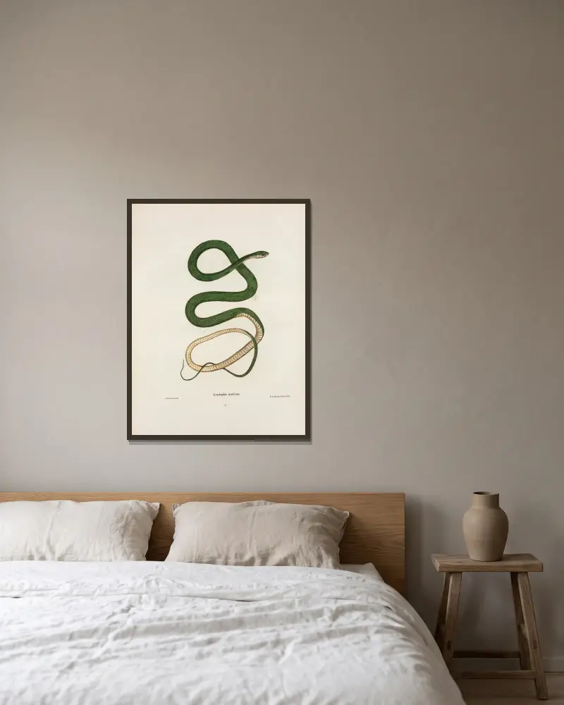Leptophis oestivus. von John Edwards Holbrook gerahmt an einer Wand
