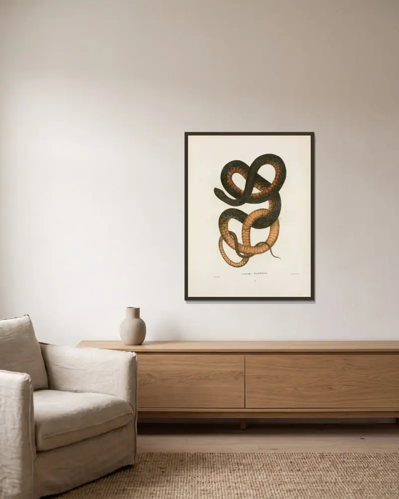 Psammophis flagelliformis. av John Edwards Holbrook inramad på en vägg