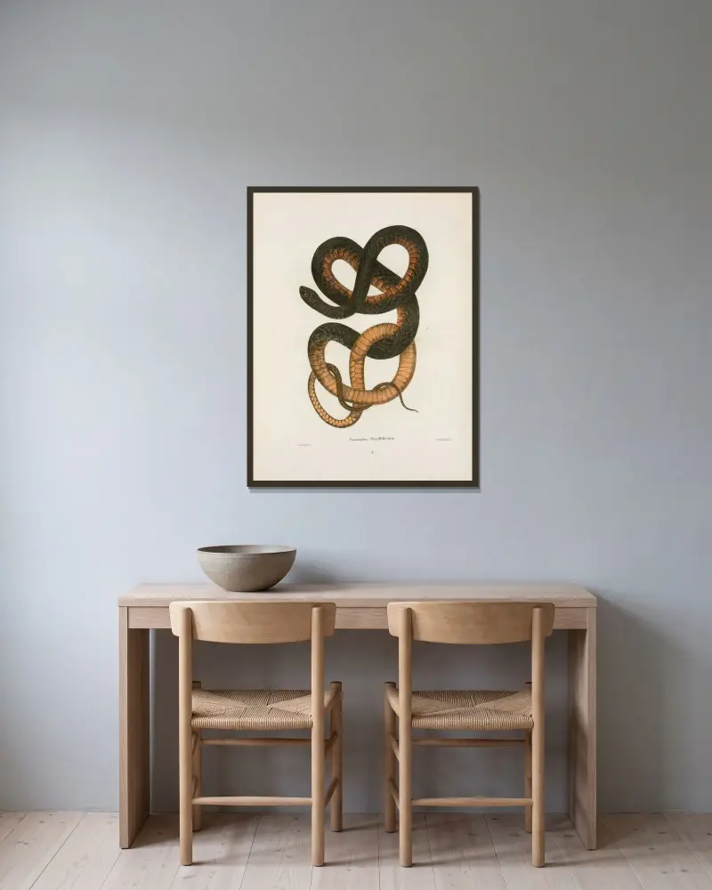Psammophis flagelliformis. av John Edwards Holbrook inramad på en vägg