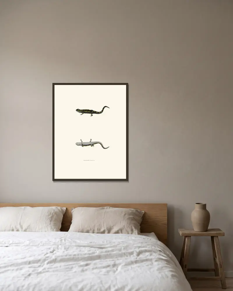 Salamandra venenosa av John Edwards Holbrook inramad på en vägg