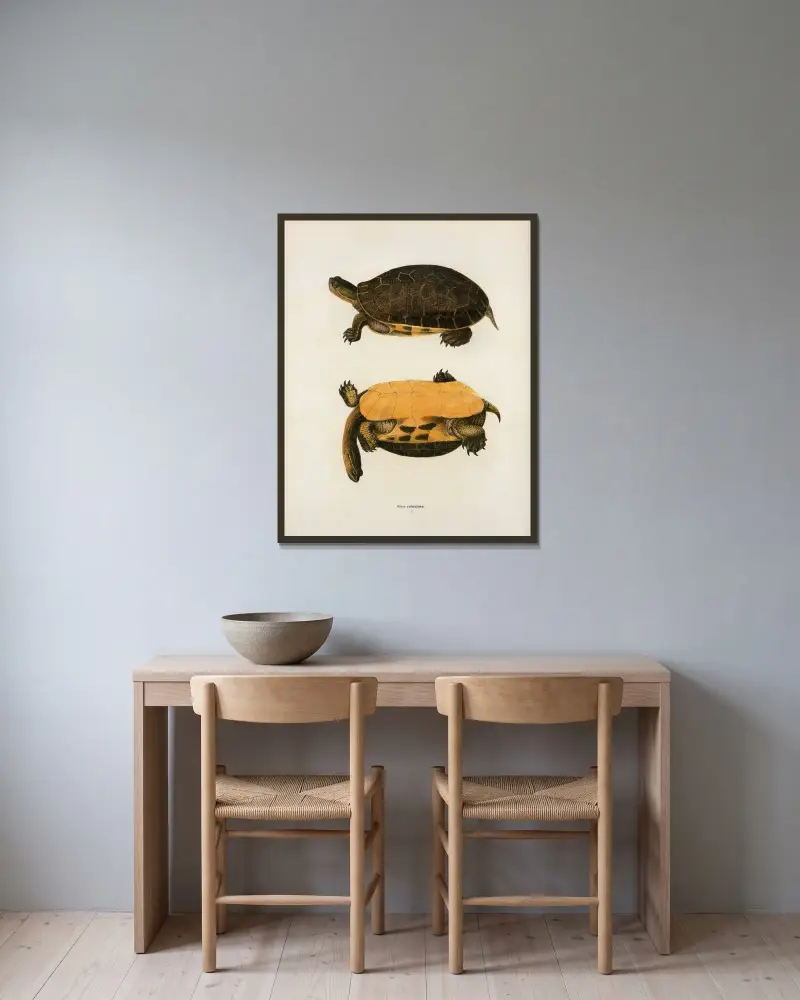 Testudo polyphemus. av John Edwards Holbrook inramad på en vägg