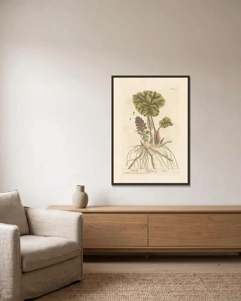 Pestwurz von Elizabeth Blackwell gerahmt an einer Wand