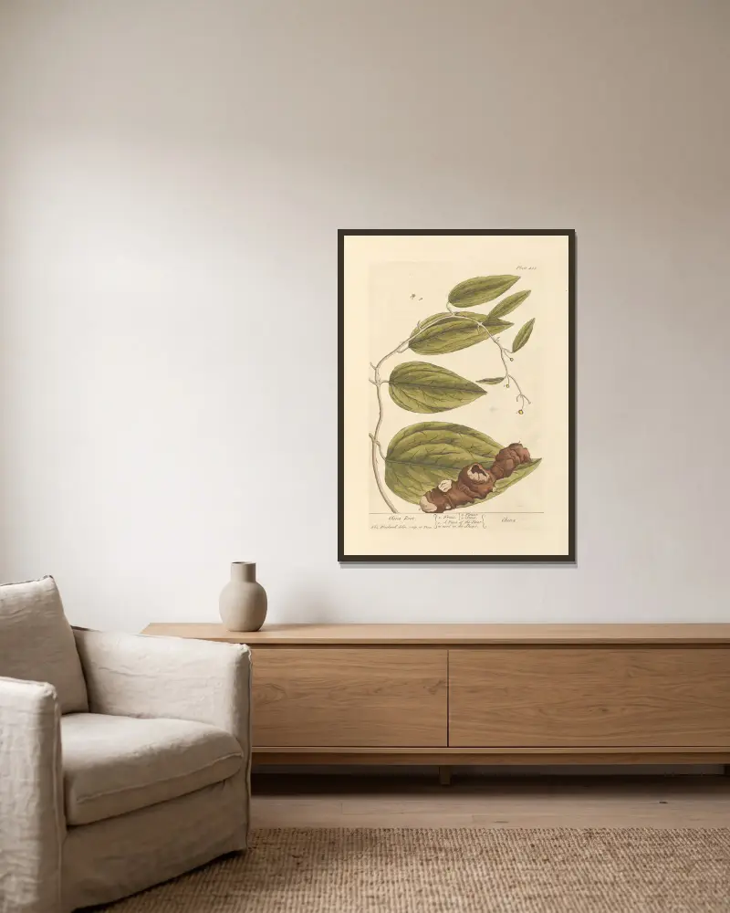 Chinarinde von Elizabeth Blackwell gerahmt an einer Wand