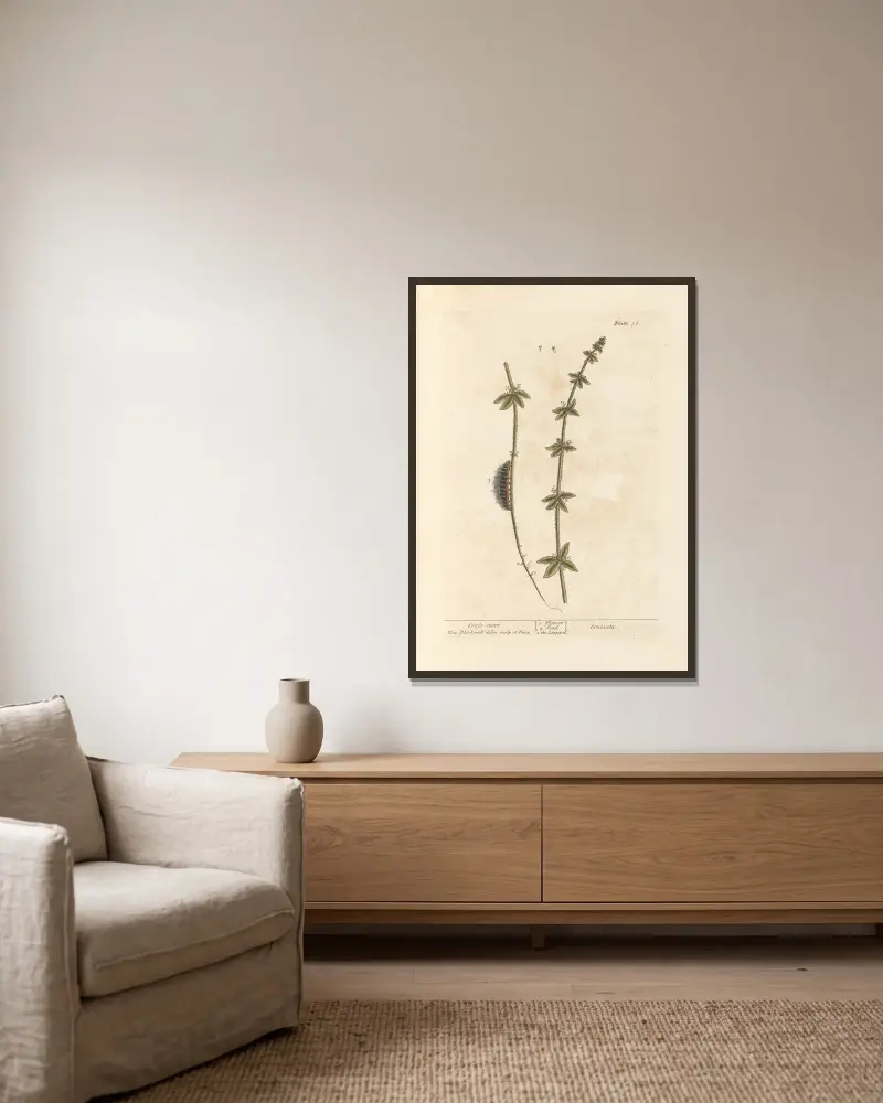 Kreuzwurz von Elizabeth Blackwell gerahmt an einer Wand