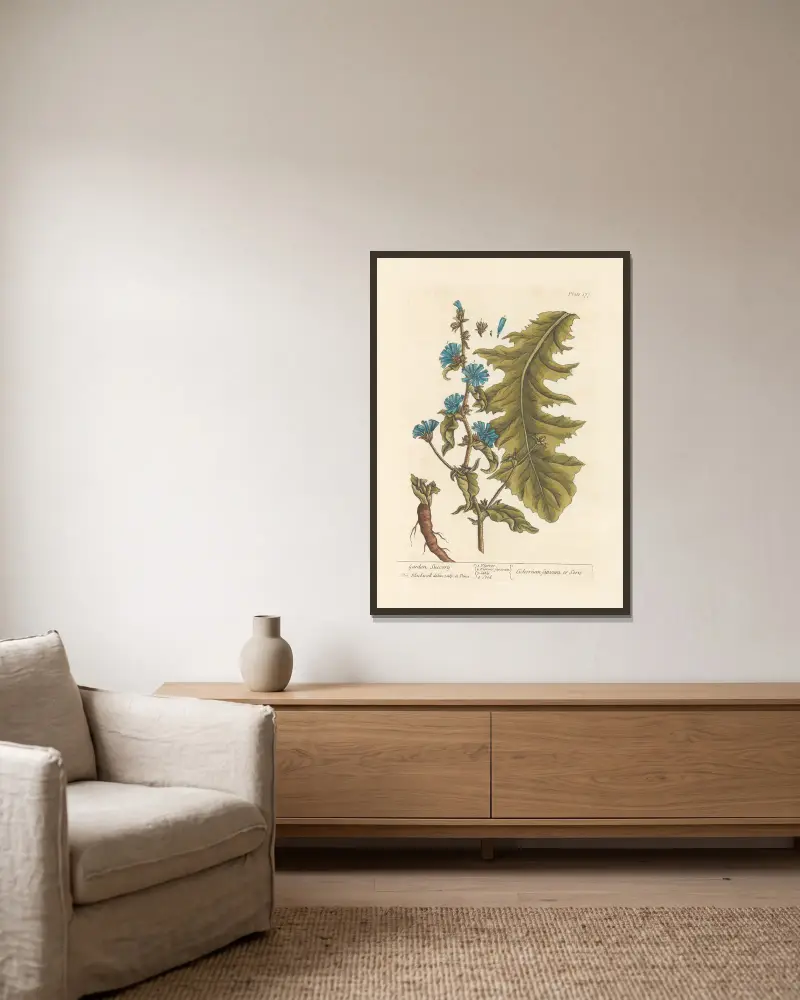 Garten-Wegwarte von Elizabeth Blackwell gerahmt an einer Wand