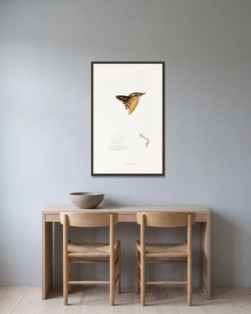 Eine Übersicht über die Vögel Australiens und der angrenzenden Inseln, Tafel 30 von Elizabeth Gould gerahmt an einer Wand