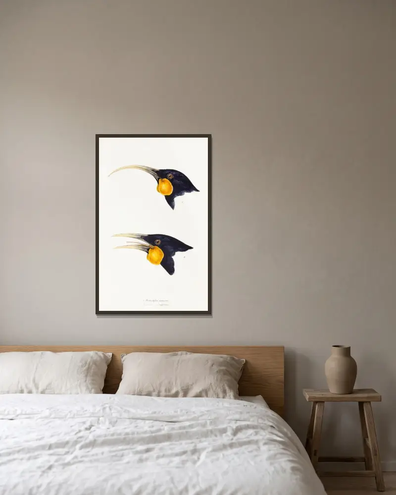 Eine Übersicht der Vögel Australiens und der angrenzenden Inseln, Tafel 11 von Elizabeth Gould gerahmt an einer Wand