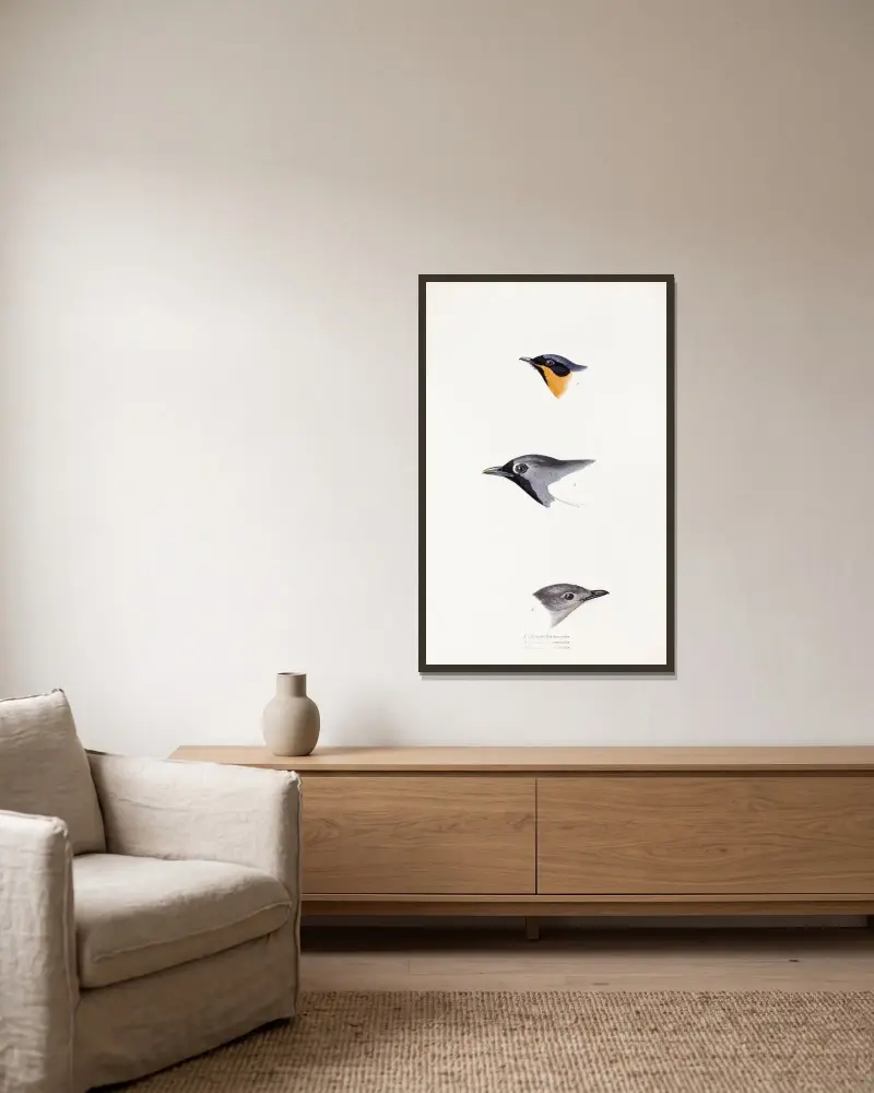 Eine Übersicht der Vögel Australiens und der angrenzenden Inseln Tafel 20 von Elizabeth Gould gerahmt an einer Wand