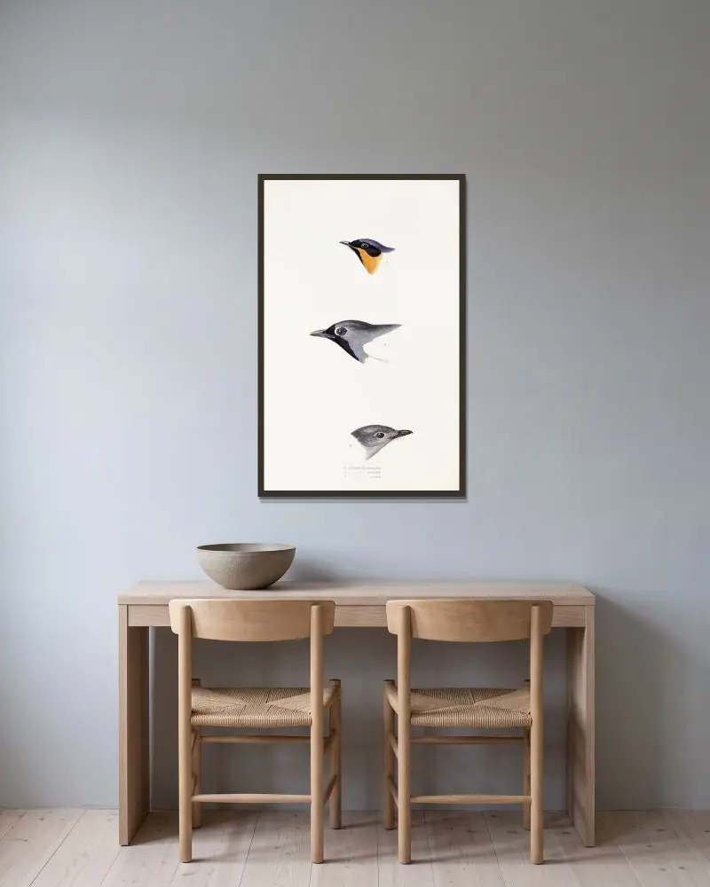 Eine Übersicht der Vögel Australiens und der angrenzenden Inseln Tafel 20 von Elizabeth Gould gerahmt an einer Wand