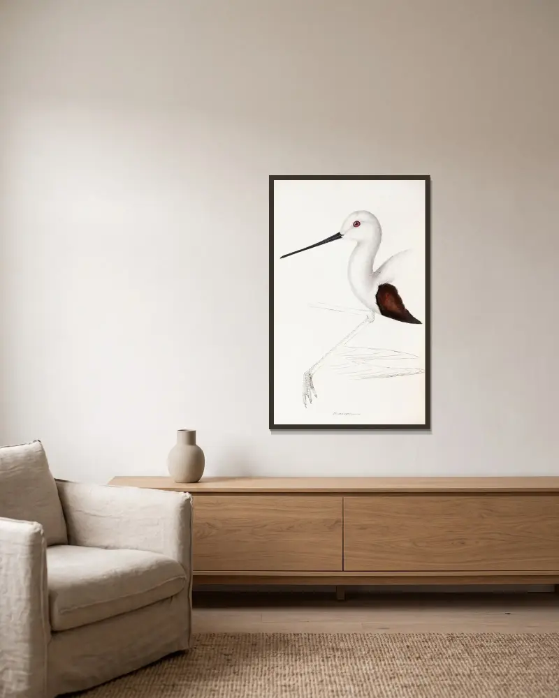 Eine Übersicht der Vögel Australiens und der angrenzenden Inseln, Tafel 33 von Elizabeth Gould gerahmt an einer Wand